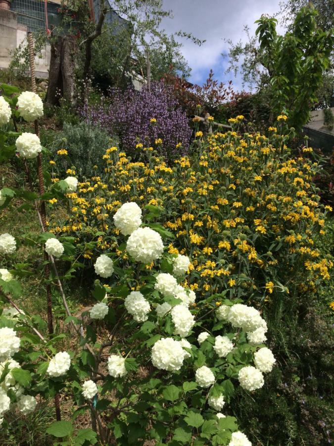 La Casina Delle Rondini Guest House Corsanico-Bargecchia ภายนอก รูปภาพ