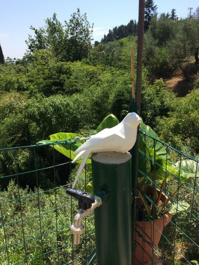 La Casina Delle Rondini Guest House Corsanico-Bargecchia ภายนอก รูปภาพ